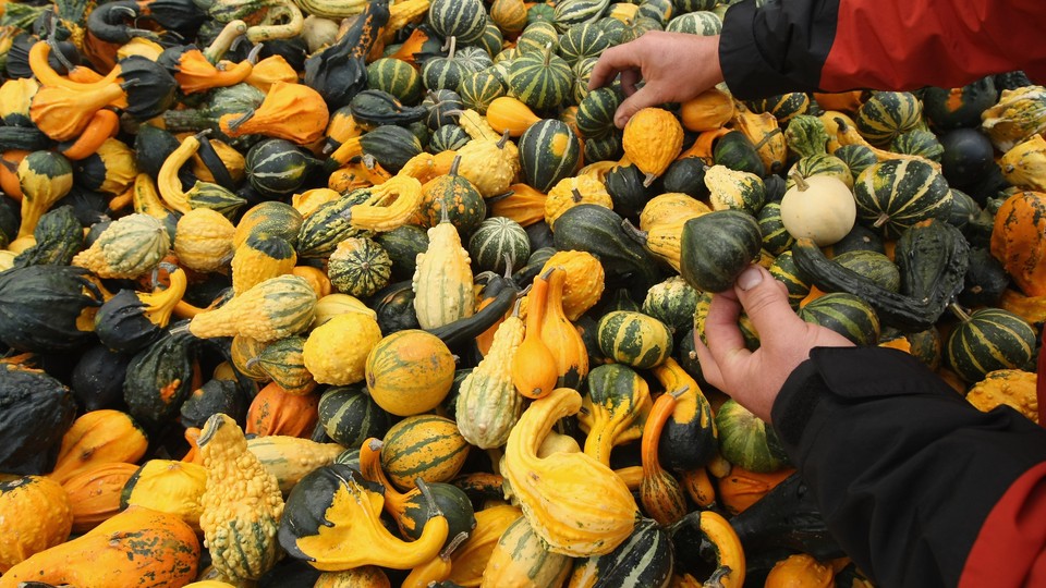 Hands paw through a giant pile of decorative gourds