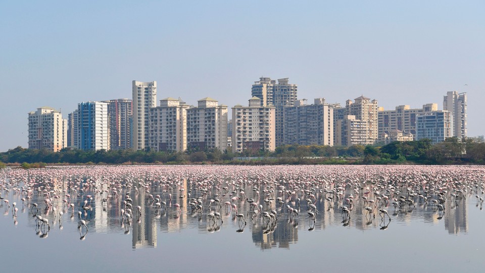 tons of pink flamingoes in front of Mumbai