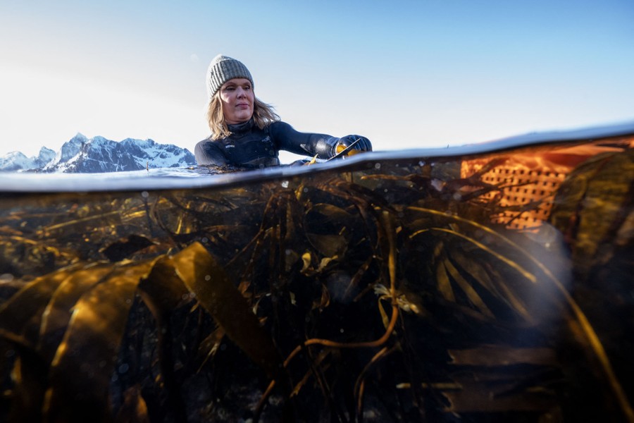An over-under view of a person standing in chest-deep water, harvesting kelp, seen underwater