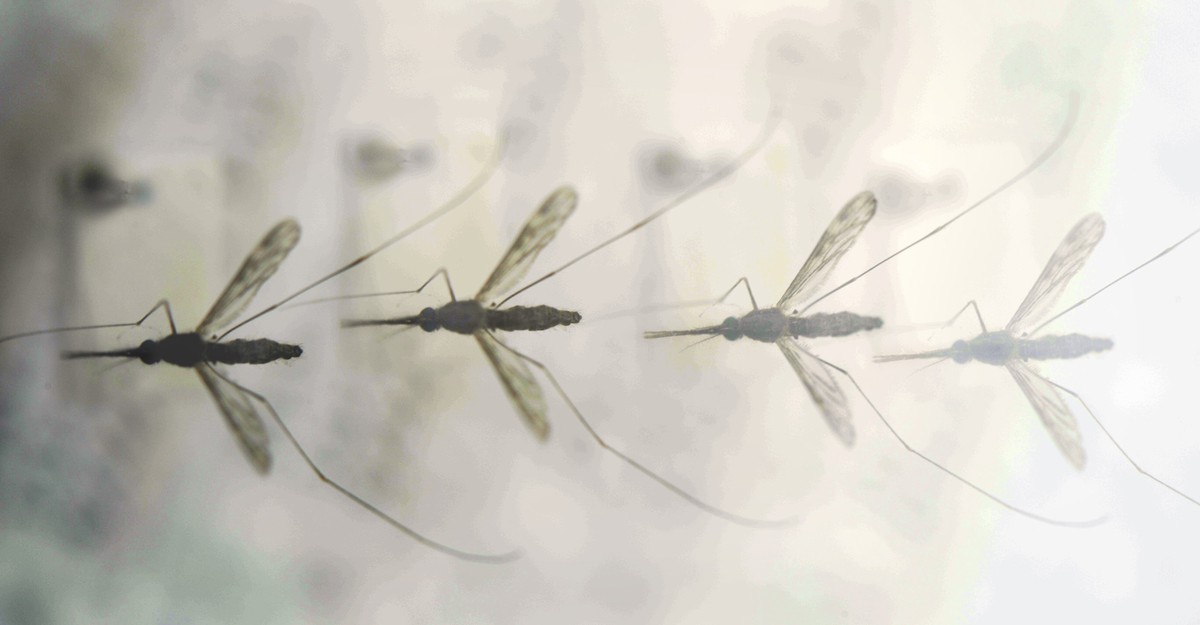 Viral infections can attract mosquitoes to humans