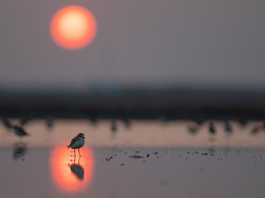 A small shorebird standing on wet sand is silhouetted by the orange reflection of setting sun.
