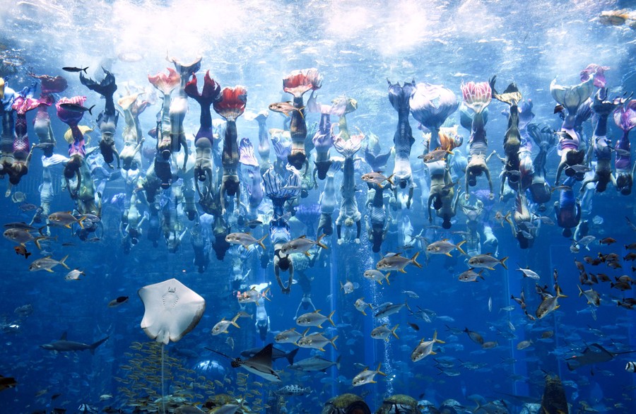Dozens of people swim together in a giant aquarium pool, all dressed as mermaids.