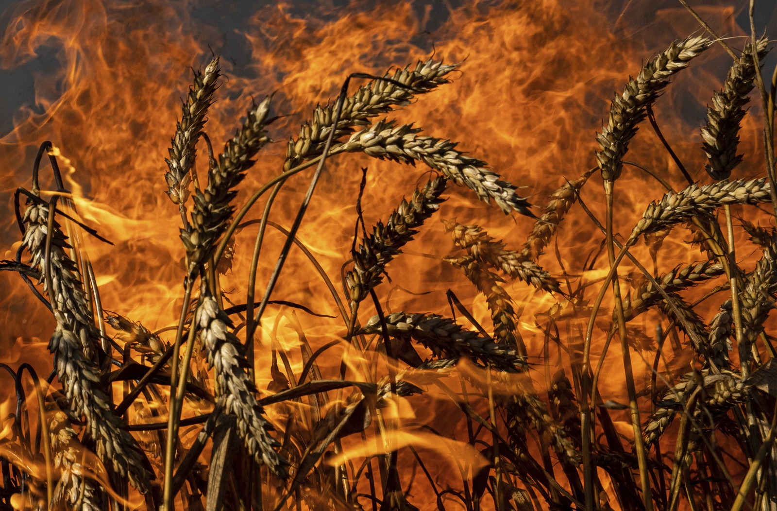 Bright orange flames surround burning stalks of wheat.