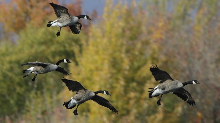 branta canadensis for canada goose crossword