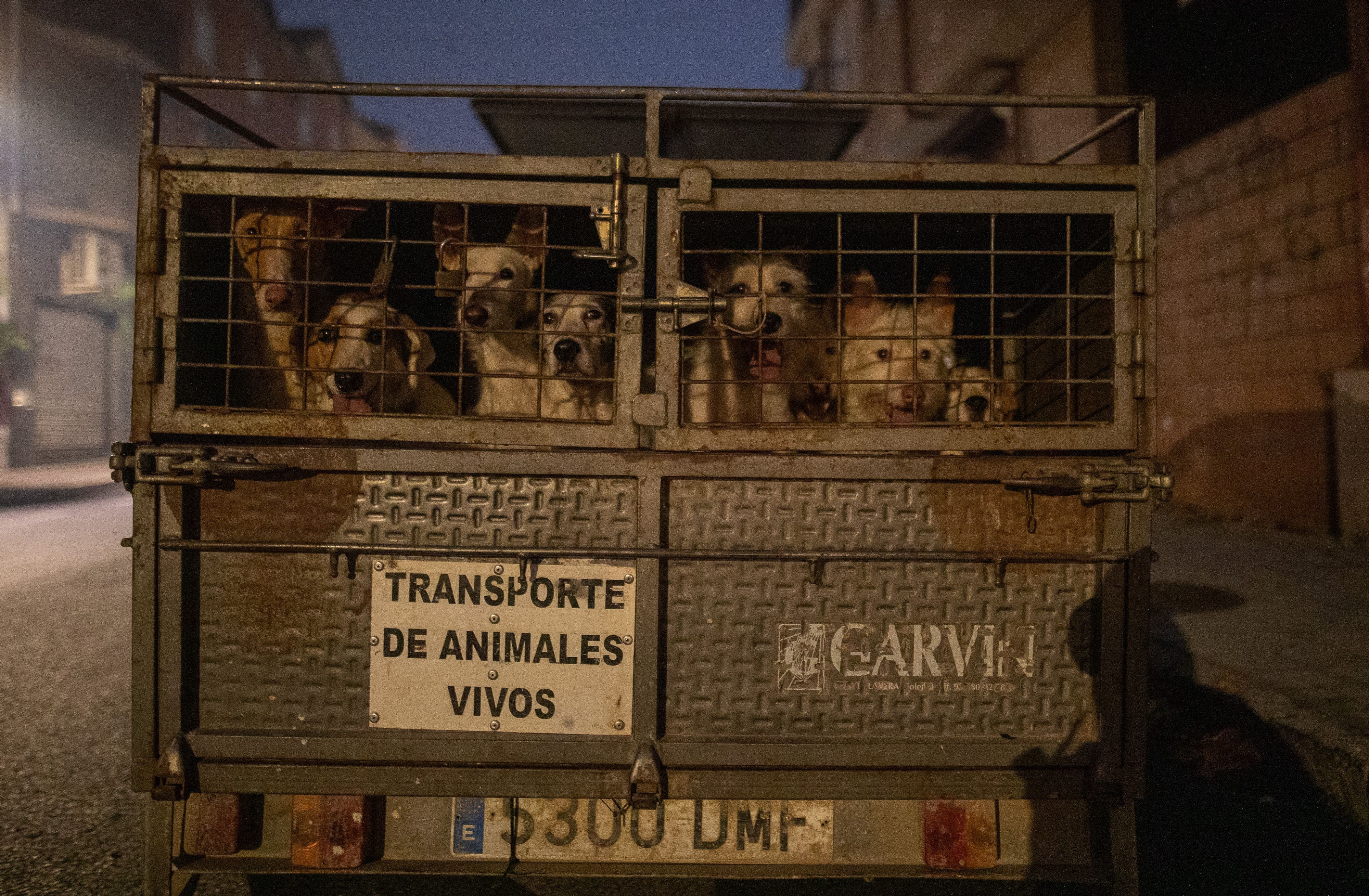 At least eight dogs sit in the back of a truck, caged, and waiting to be evacuated.