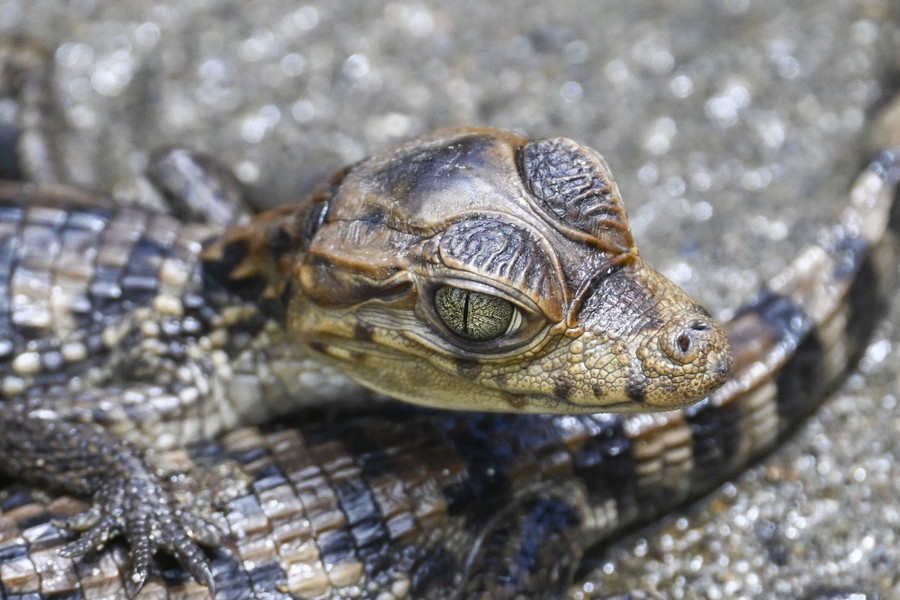 A close view of a baby caiman