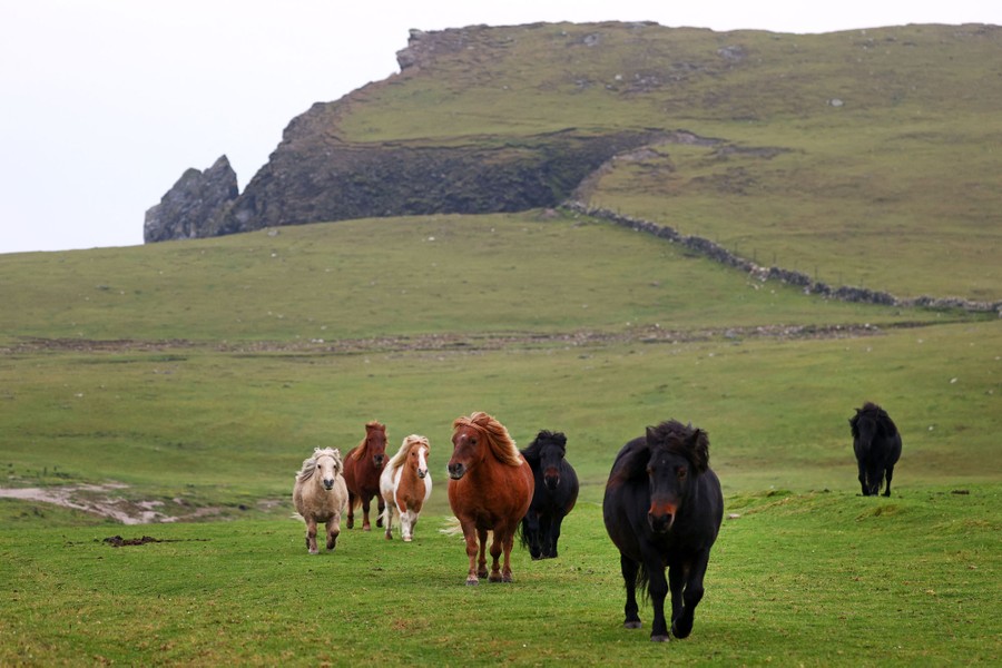 A small herd of Shetland pony's grace is in a treeless field.