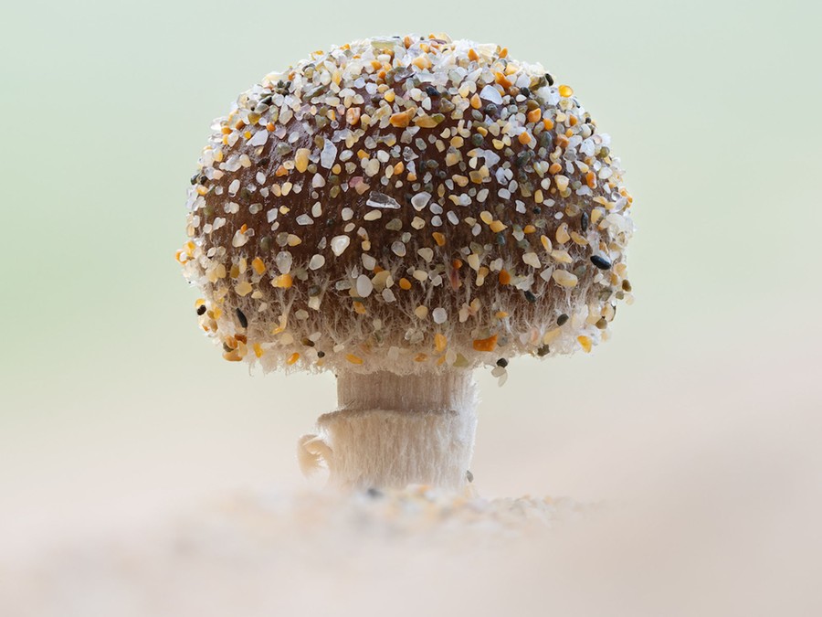 A close view of a mushroom covered in grains of sand