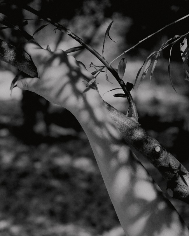 A woman's hand holding the branch of a tree