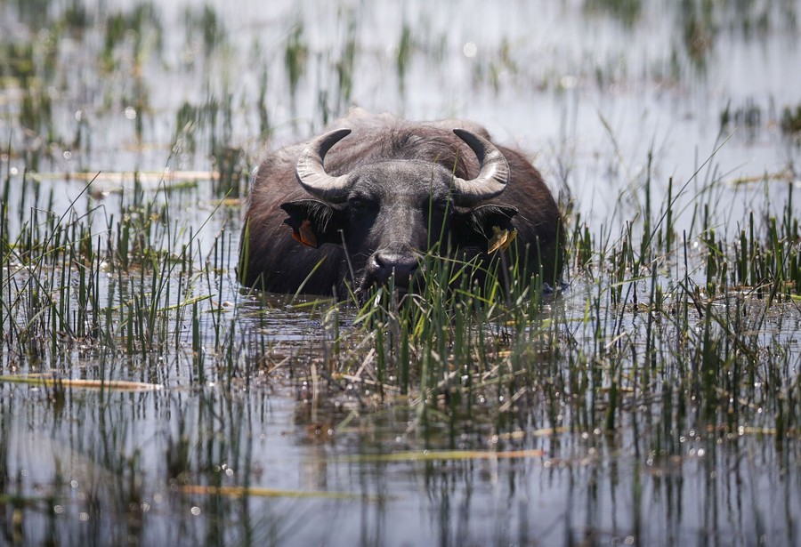 A buffalo rests, partly submerged in water.