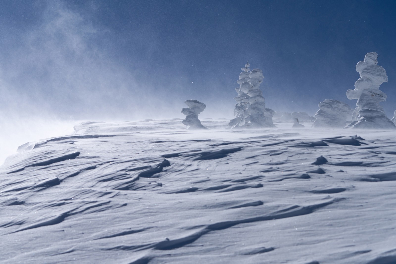 Frost-covered trees stand on a wind-blown snow-covered slope.