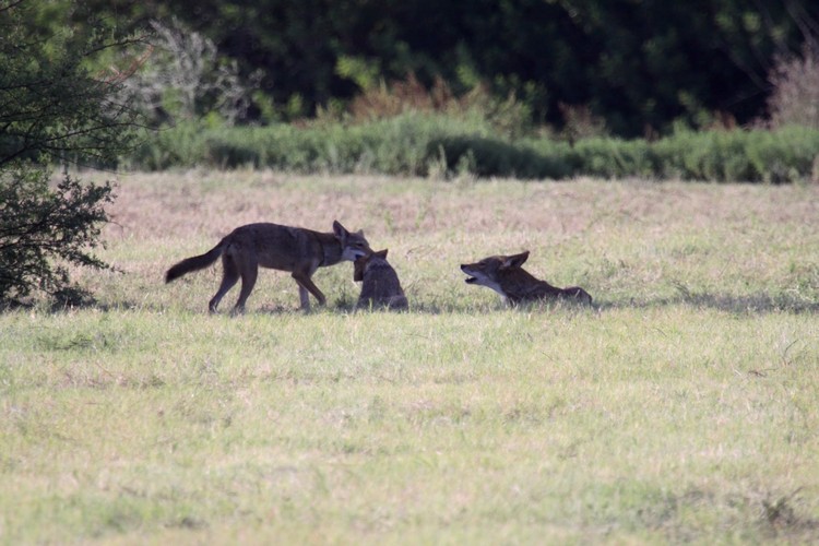 The ‘Ghost’ Genes of a Nearly Extinct Wolf Live On - The Atlantic