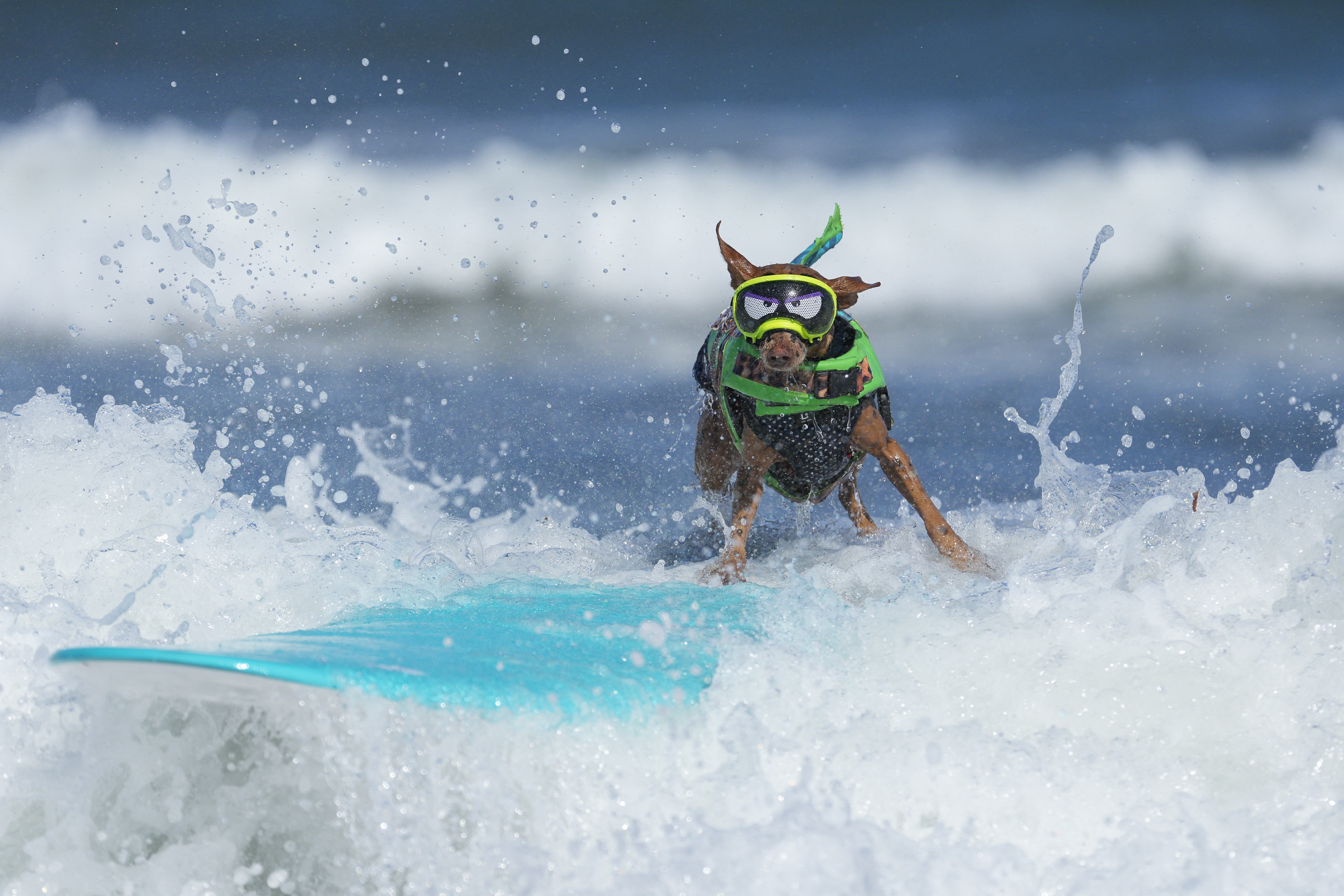 A dog wearing a life-preserver jacket and goggles with cartoon eyes painted on them rides a surfboard on a wave.