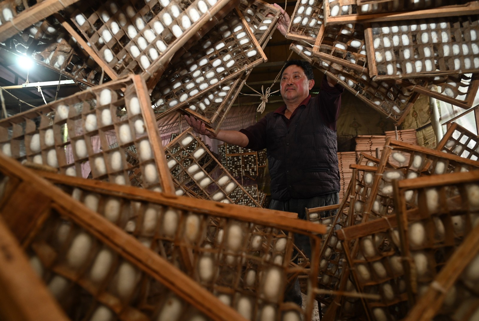 A farmer harvests silkworm cocoons, standing among many hanging wooden racks.