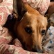 a brown, pointy-eared dog, wrapped in a blanket, gazes up at the camera