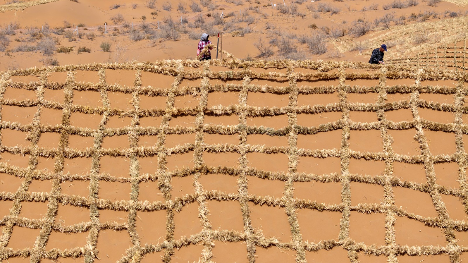 Two people are seeing working on a sand dune, placing lines of straw into a checkerboard pattern.