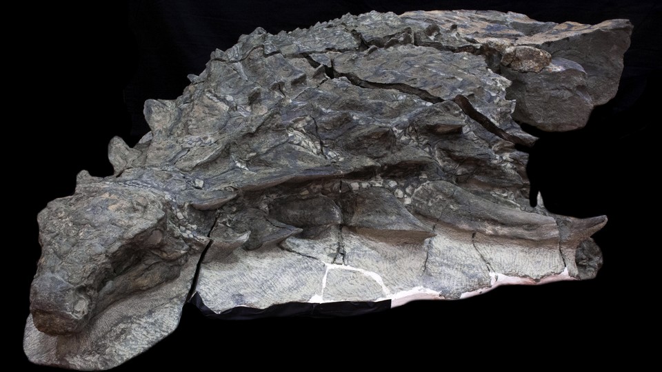 ankylosaurus skeleton