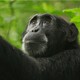 Kidman, a chimpanzee, now dead