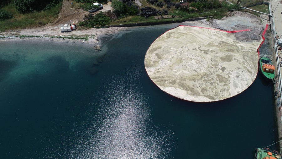 A boom contains a large amount of mucilage.