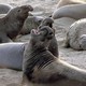 Northern elephant seals on a beach