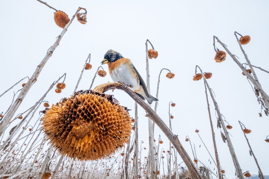 A small bird perches atop a dried-out sunflower.