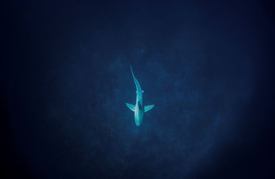 A shark is seen swimming over a distant ocean floor.
