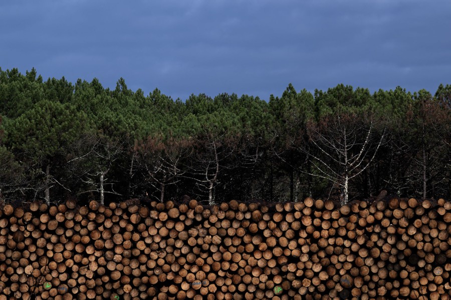 A broad pile of logs sits in front of a forest.
