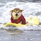 A dog closes its eyes while riding on a surfboard.