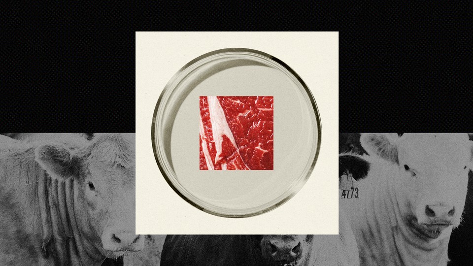 Photo of a square of red meat in a petrie dish collaged over a black and white photo of cows.