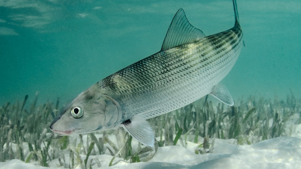 An image of a bonefish