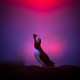 A puffin raises its head, standing on the ground, backlit by low sunlight.