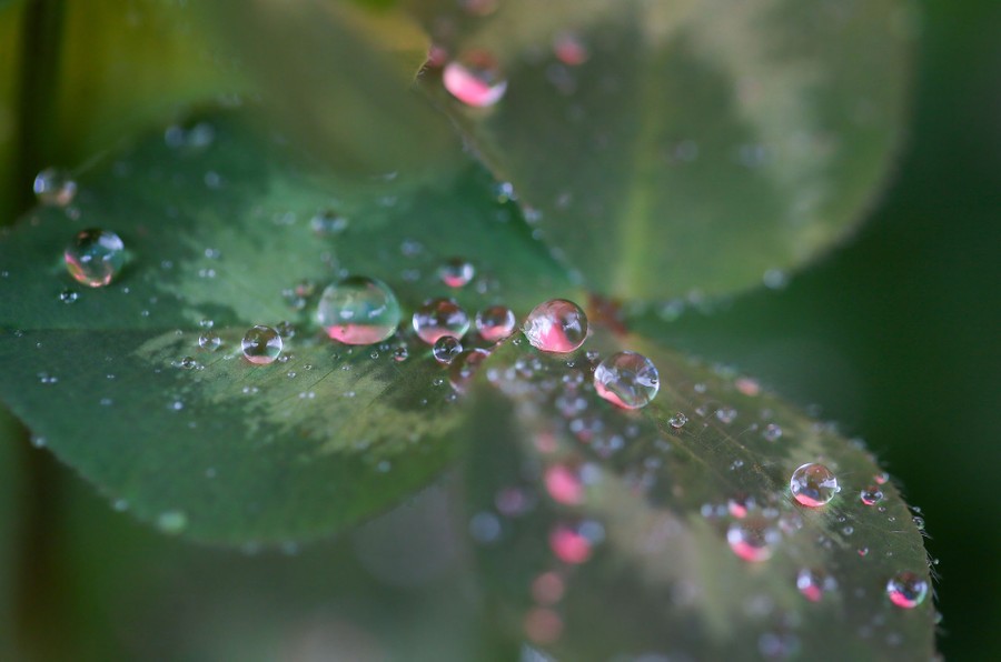 Droplets are seen on a set of small leaves.
