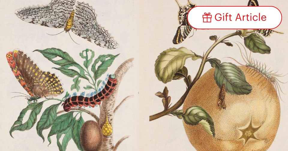 Maria Sibylla Merian, The Woman Who Made Science Beautiful - The