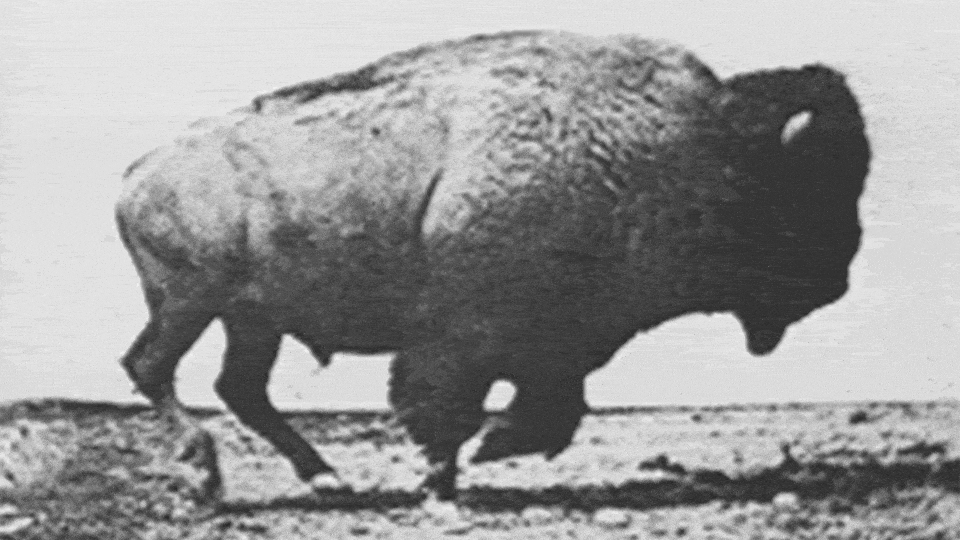 Black-and-white archival footage of a bison running