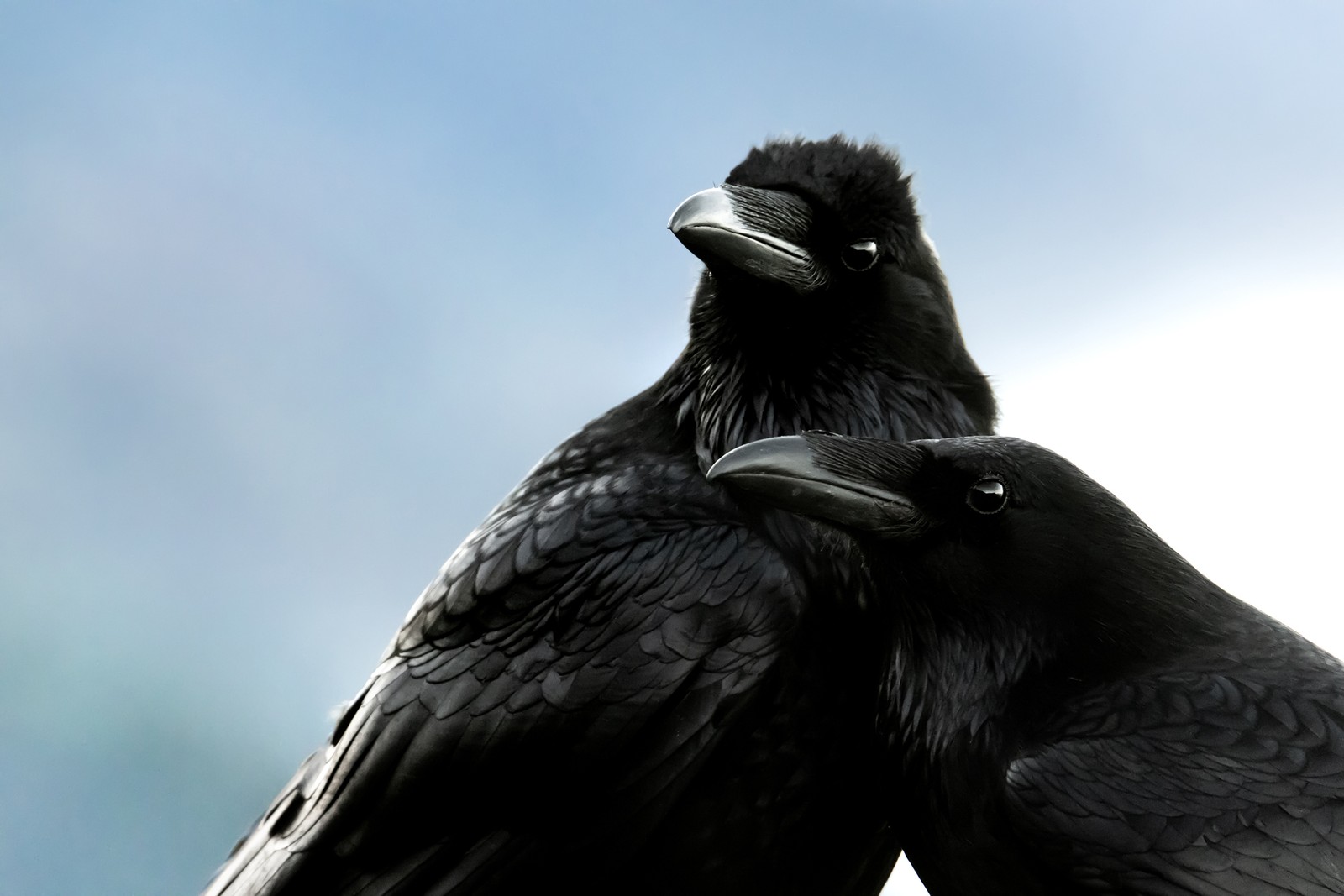 A tight view of two ravens standing close together