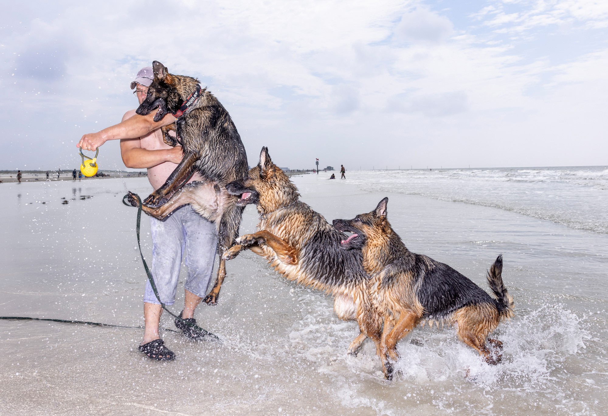 Three dogs jump up on a person while playing on a beach.