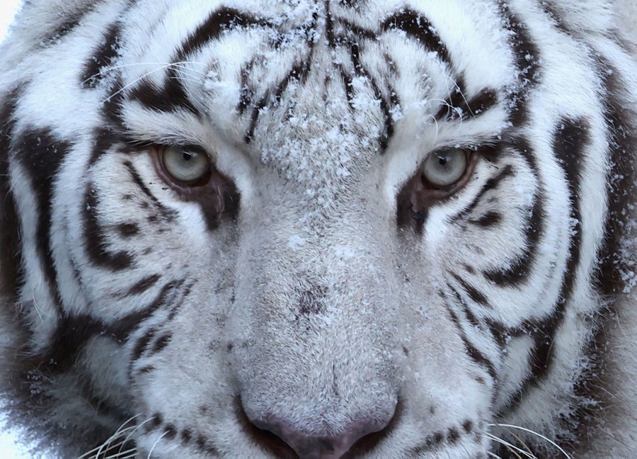 A close view of the face of a white tiger.