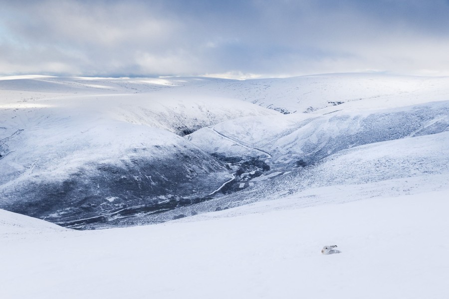 A white hare with gray specks can barely be seen, hunched down on a snow-covered mountainside, with a view of a valley below.