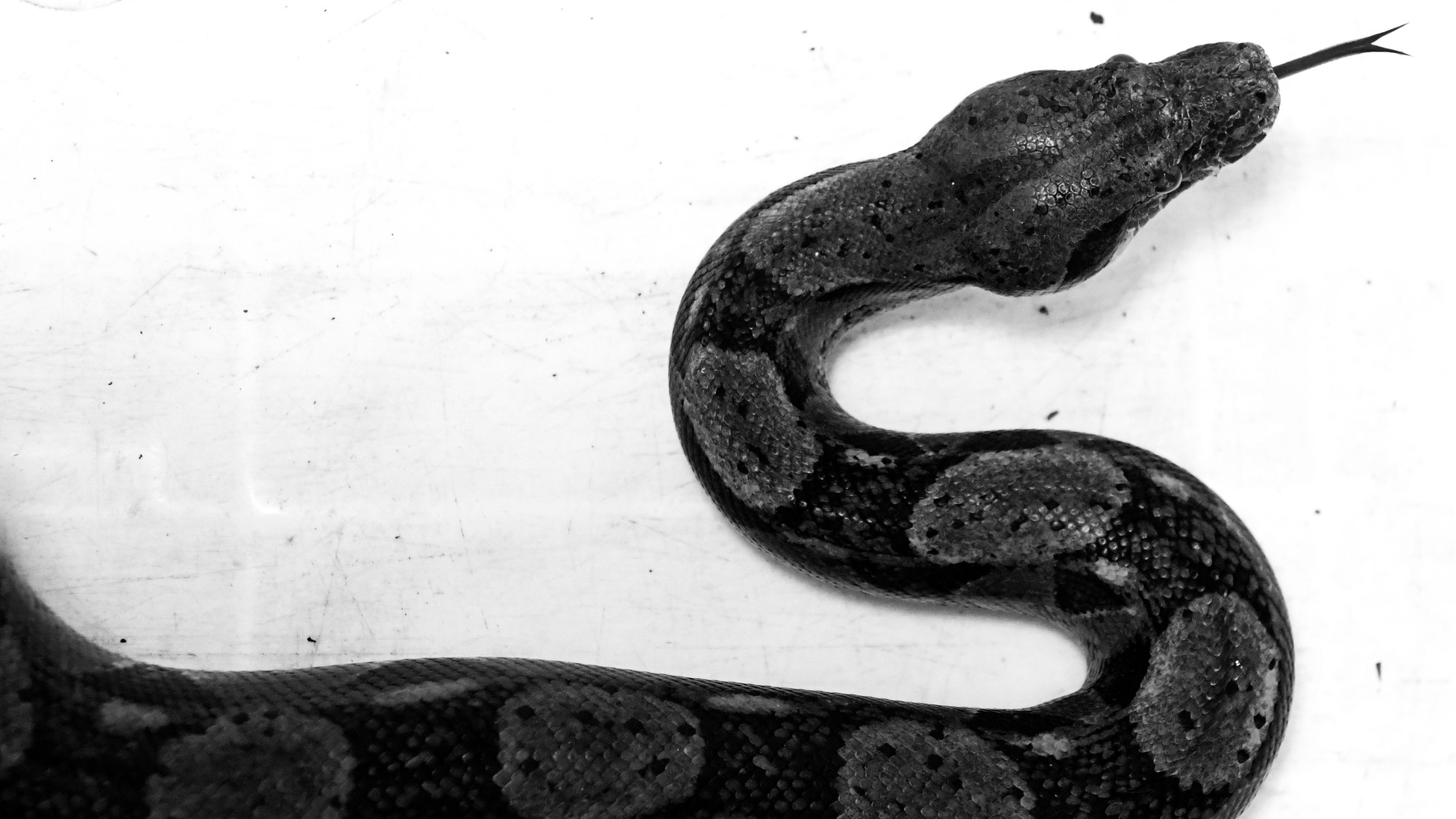 How Snakes Constrict and Swallow Prey Without Suffocating - The Atlantic