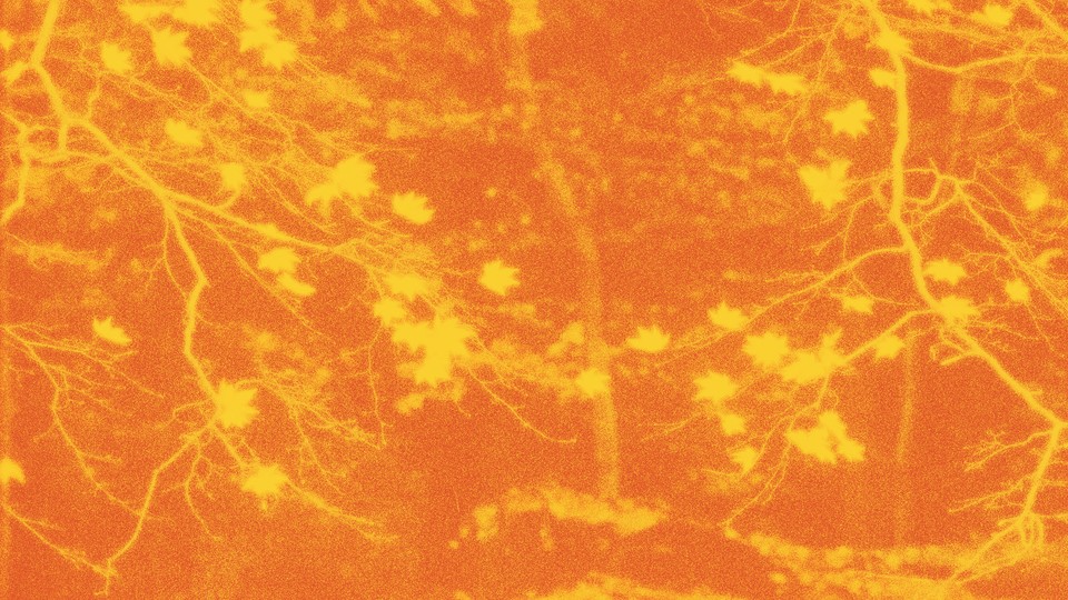 Autumn leaves with orange background