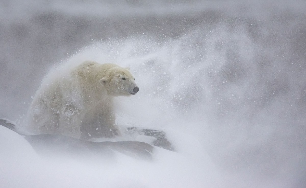 Winners of the European Wildlife Photographer of the Year 2024 (18 photos)
