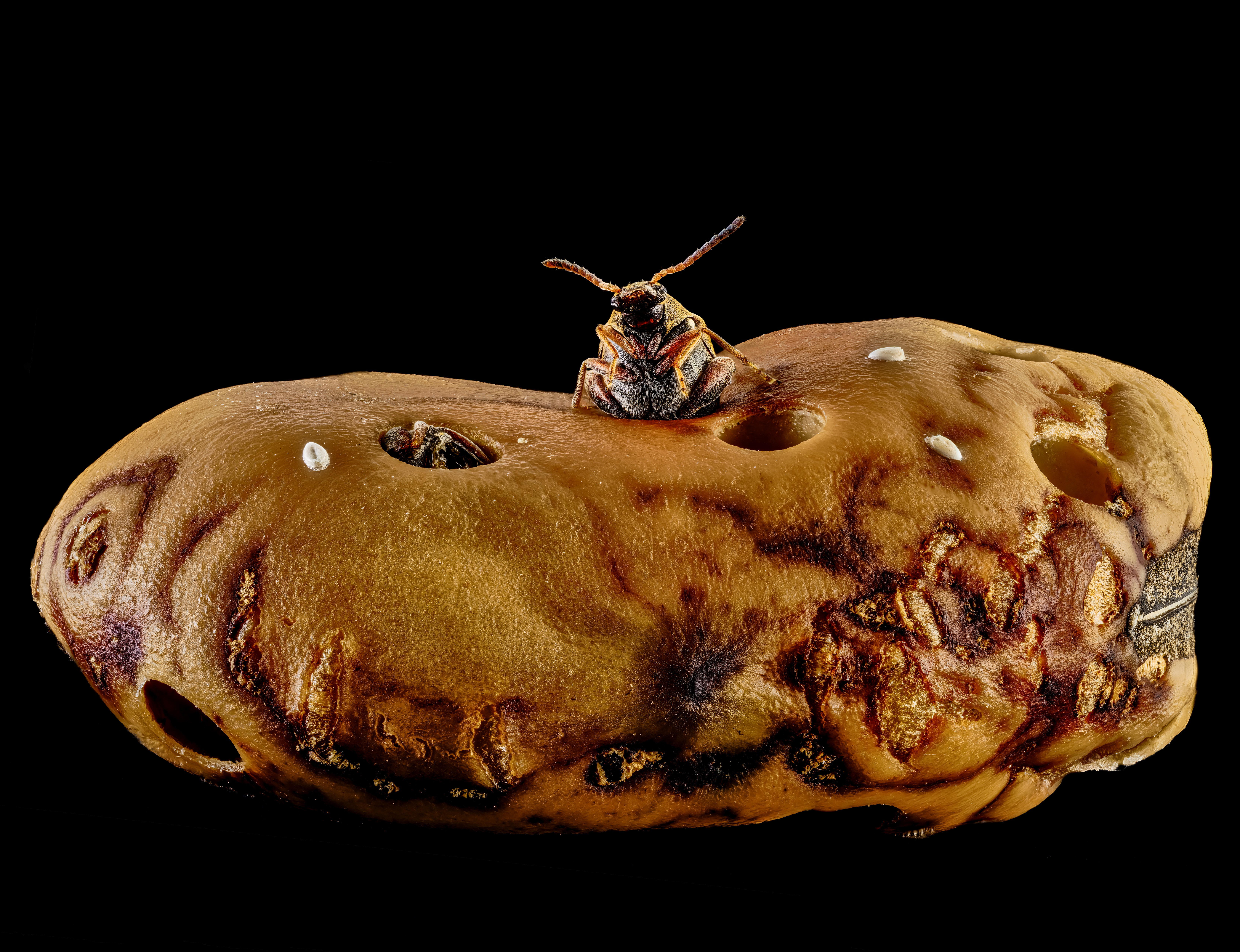 A weevil pokes its head out of a hole it bored into a fava bean.