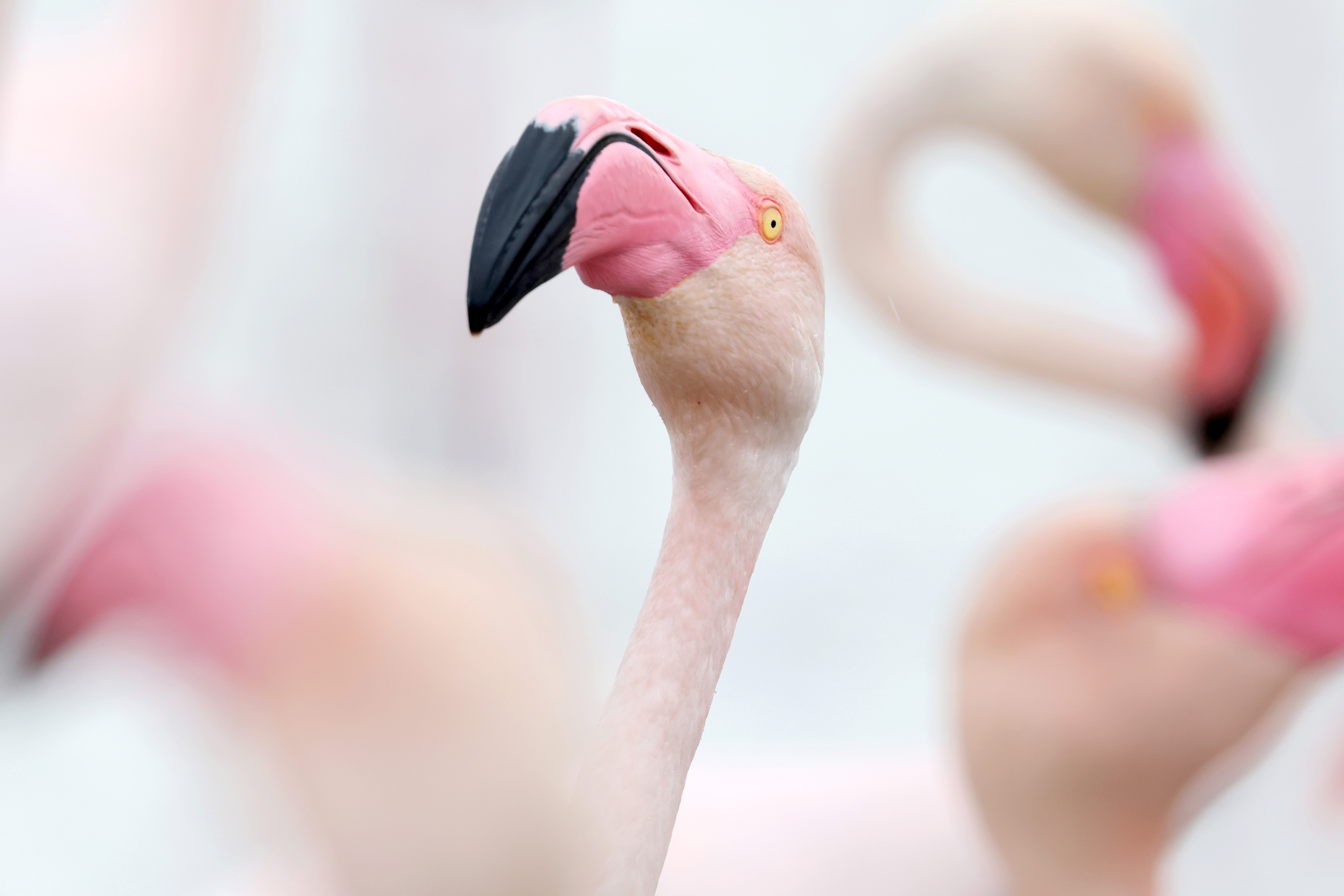 A close view of a flamingo among other flamingoes