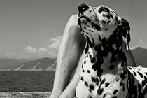 A black-and-white photograph of a Dalmatian, lying on a cushion and leaning against the legs of a human