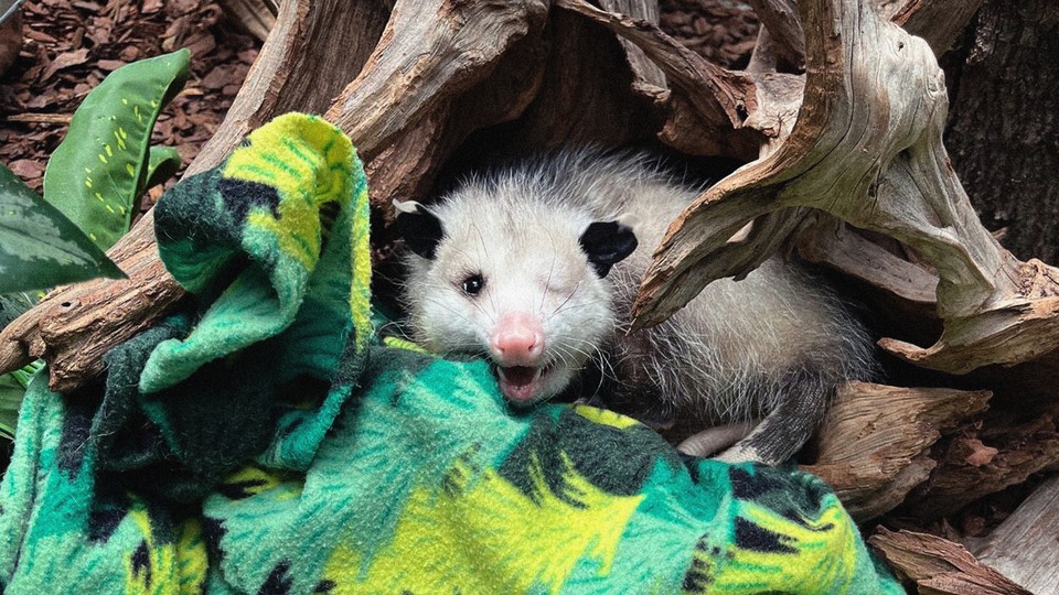 Basil the one-eyed opossum sits on a green fleece blanket under a tree