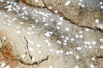 Pink flower petals fallen on rocks