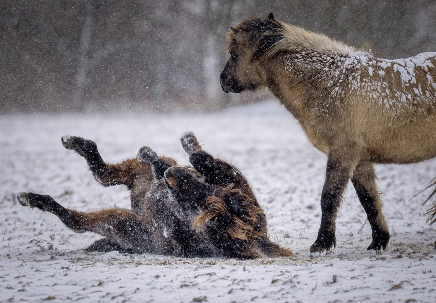 Two horses play in a snowy field, with one rolling on its back.