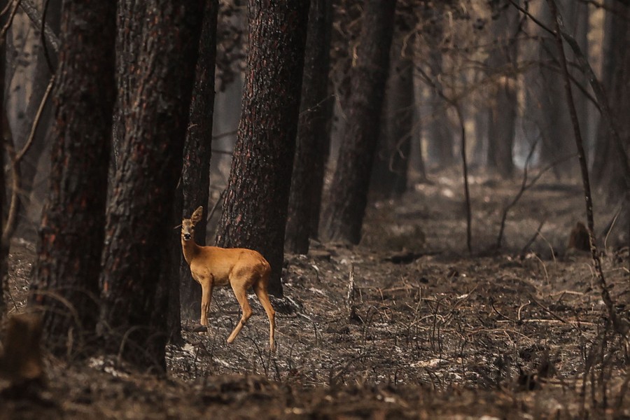 A deer stands among burned trees and scorched grass.