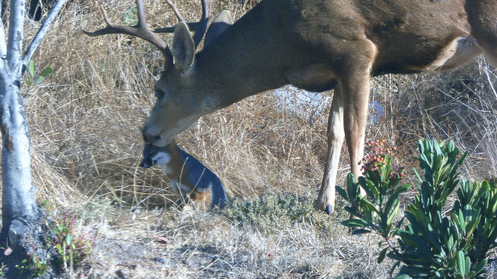 Why Is This Deer Licking This Fox The Atlantic