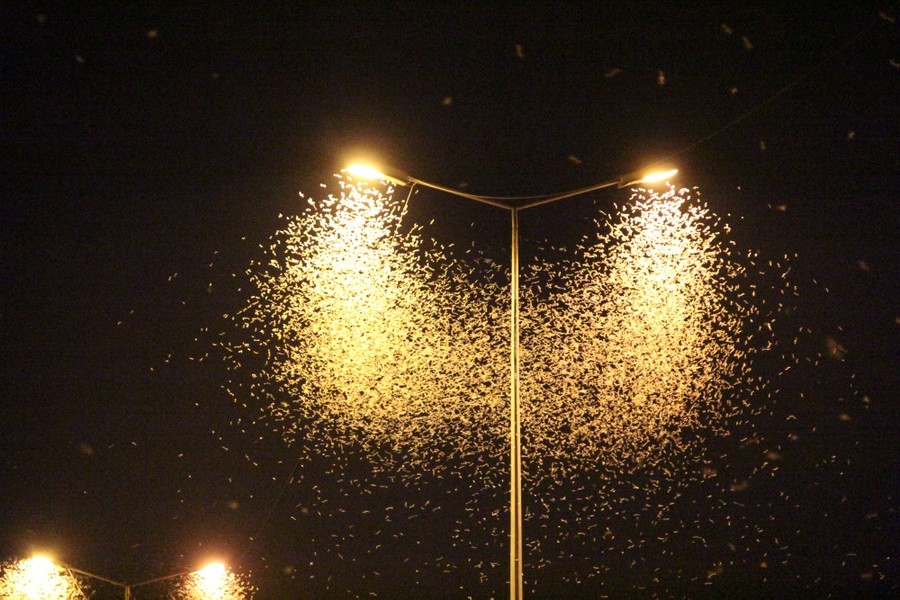 Dense clouds of mayflies fly beneath street lights.